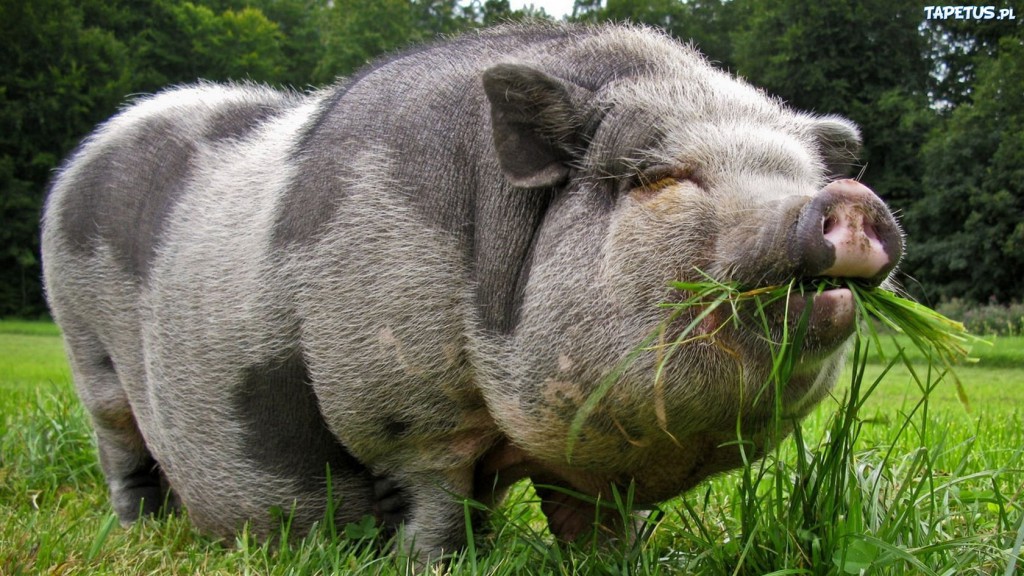świnia na wolnym wybiegu jedząca trawę