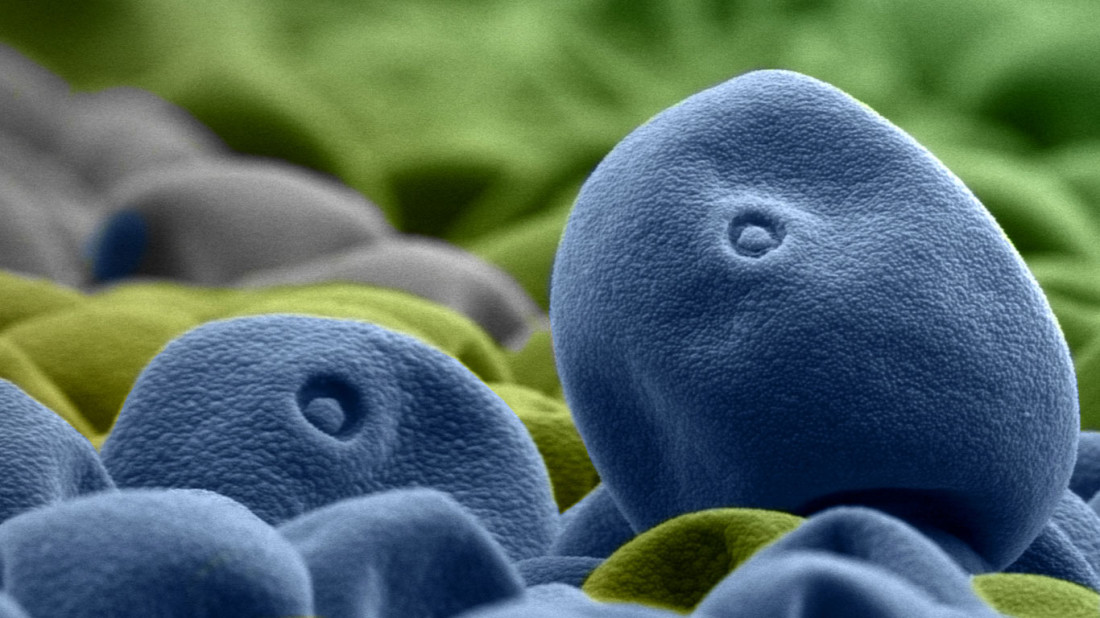 Kolorowe pyłki traw sfotografowane w skali makro