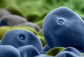 Kolorowe pyłki traw sfotografowane w skali makro