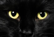 oczy czarnego kota