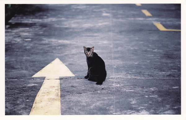 nieduży kot siedzący na drodze